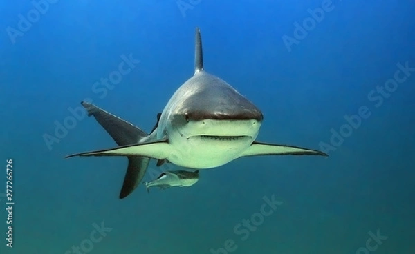 Fototapeta Portrait of a reef shark