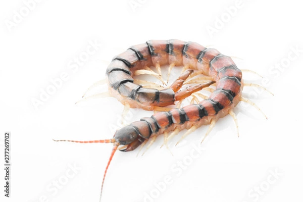Fototapeta Centipedes on white background. Chilopoda from nature.
