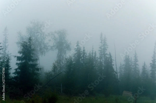 Fototapeta Misty white haze hides the overhanging trees of the Northern forest near the remains of the cabin.