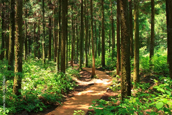 Obraz 제주에 있는 "사려니 숲길"이라고 부르는 숲길의 풍경이다.
