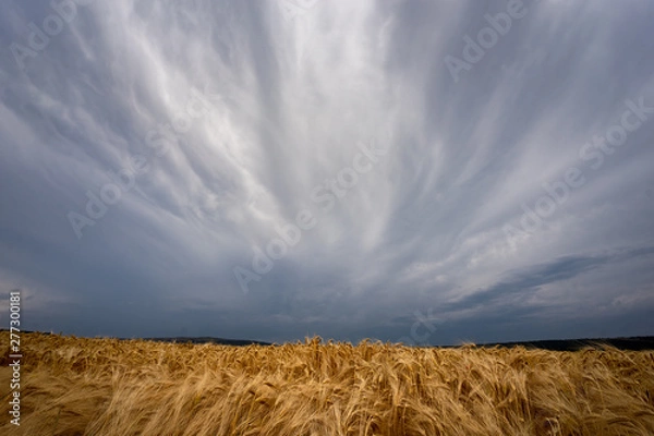 Fototapeta tormentas de verano sobre campos de cultivo de trigo con amapolas en España 