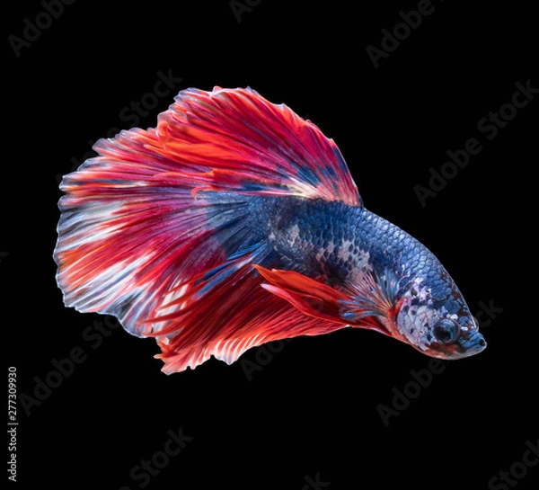 Fototapeta Blue and Red Fighting fish spread tail-feathers, Siamese fighting fish. Betta fish, betta splendens isolated on black background