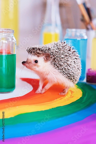 Obraz  Сute hedgehog runs around the rainbow. Little Pet. Bright colour. Pride day. Gay pride LGBTQ flag.