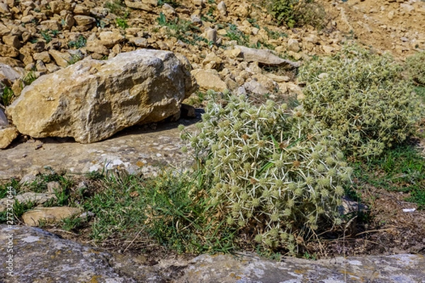 Fototapeta Steppe spine eryngium field. It grows along the road to the observation deck at the top of Tarki-tau mountain in the city of Makhachkala.