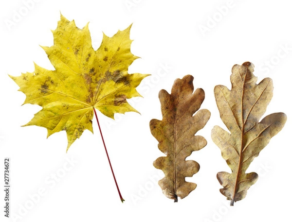 Obraz Mapple and Oak leafs