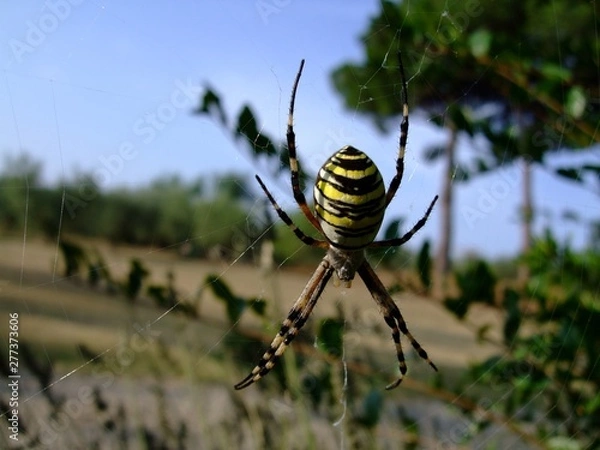 Obraz Spinne