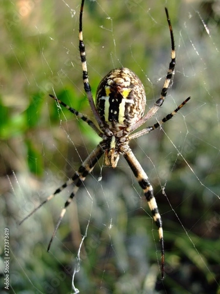 Obraz Spinne
