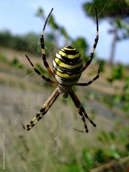 Obraz Spinne