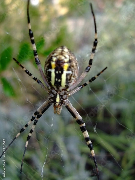 Obraz Spinne