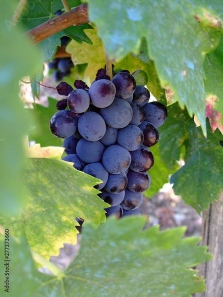 Obraz Weintraube