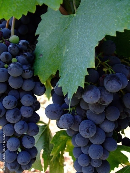 Obraz Weintraube