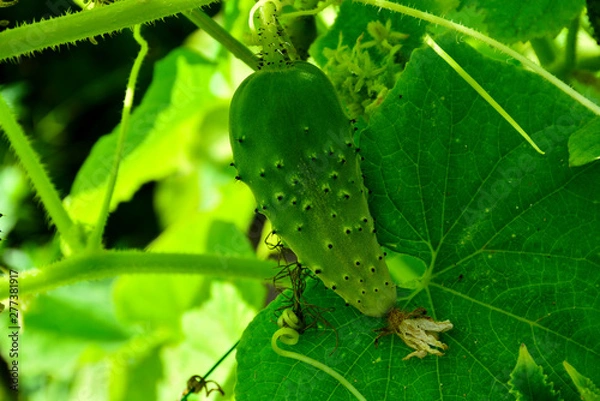 Obraz Illuminated by the sun bed of cucumbers. Ripe green cucumbers in the garden. Growing cucumbers in open beds near the house. Independent farming. Home agribusiness.