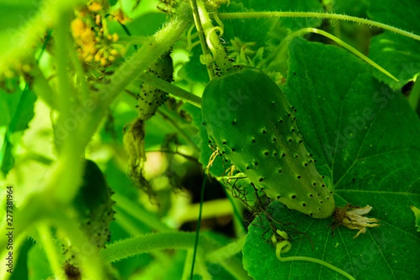 Obraz Illuminated by the sun bed of cucumbers. Ripe green cucumbers in the garden. Growing cucumbers in open beds near the house. Independent farming. Home agribusiness.