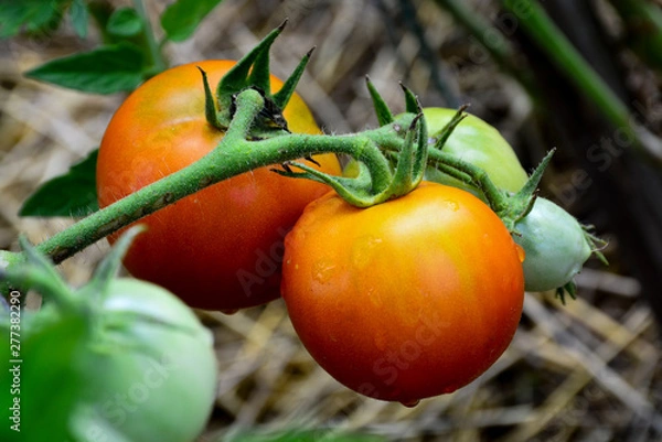 Obraz Ripe red and uripe tomatoes growing on the garden bed. The tomatoes on a branch.