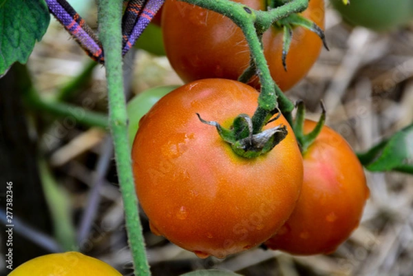 Obraz Ripe red and uripe tomatoes growing on the garden bed. The tomatoes on a branch.