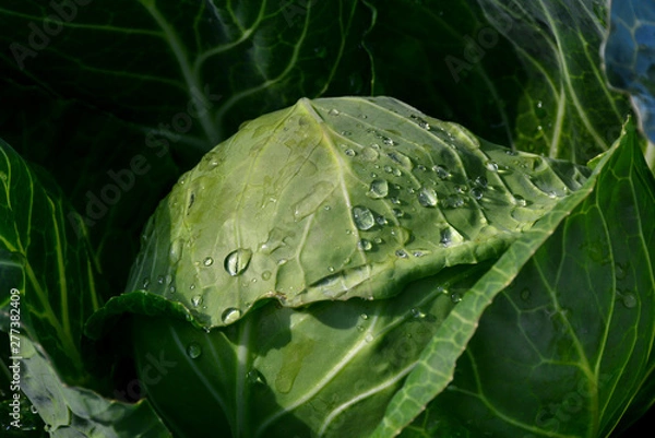 Obraz Dew drops on cabbage, background