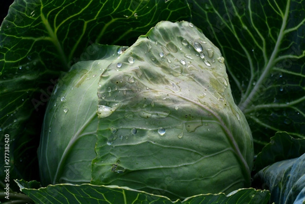 Obraz Dew drops on cabbage, background