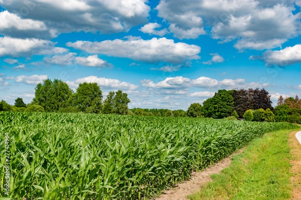 Obraz fresh green corn field