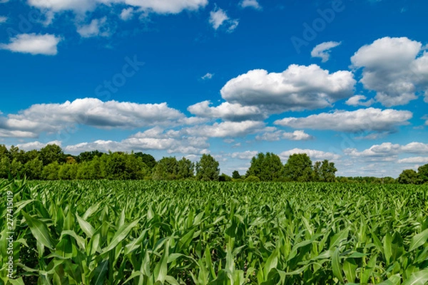 Obraz fresh green corn field
