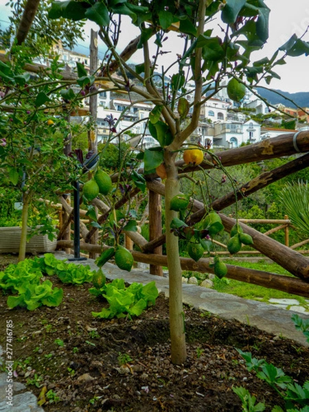 Obraz lemon trees in italy 
