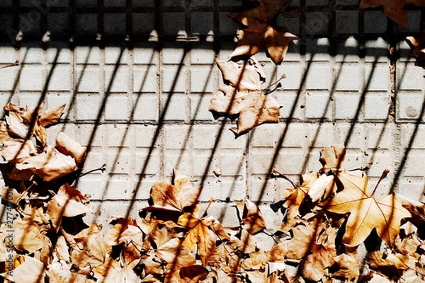 Obraz Leaves in autumn under the shade of some grilles.