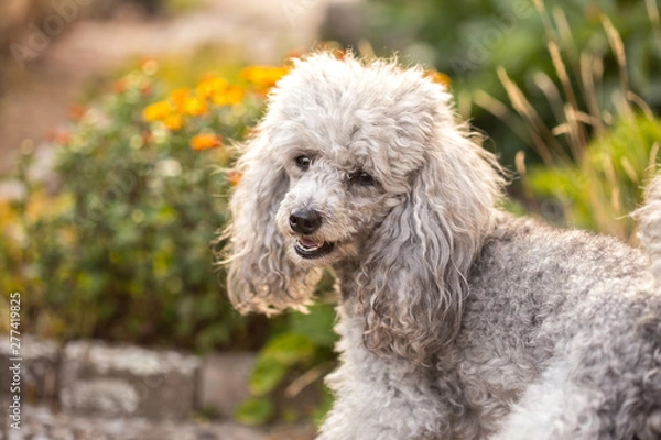 Fototapeta A miniature gray poodle toy standing in the garden on a sunny summers day.