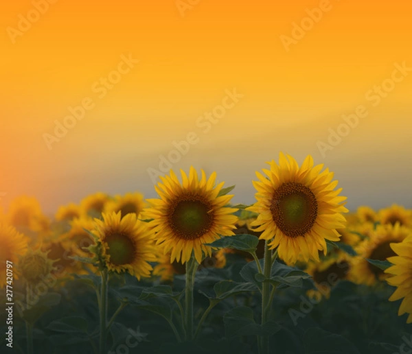 Obraz Sunflower field at sunset.Landscape from a sunflower farm.Agricultural landscape.Sunflowers field landscape.Orange Nature Background.Field of blooming sunflowers on a background sunset.Copy Space.