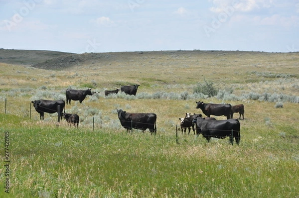 Obraz Cattle on Prairie