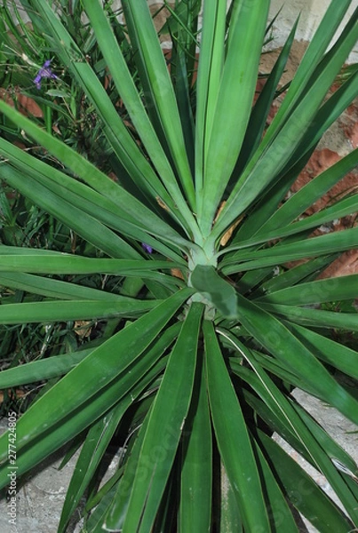 Fototapeta green star