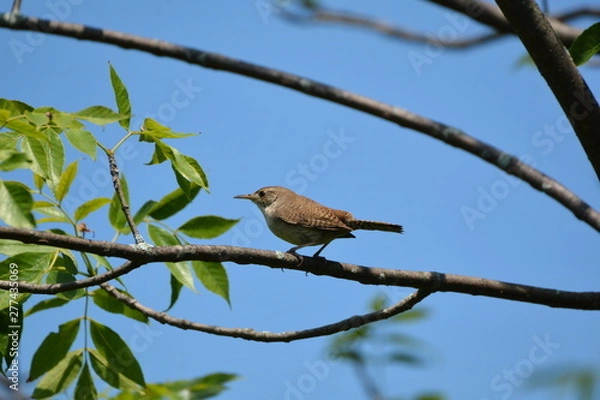 Obraz House Wren