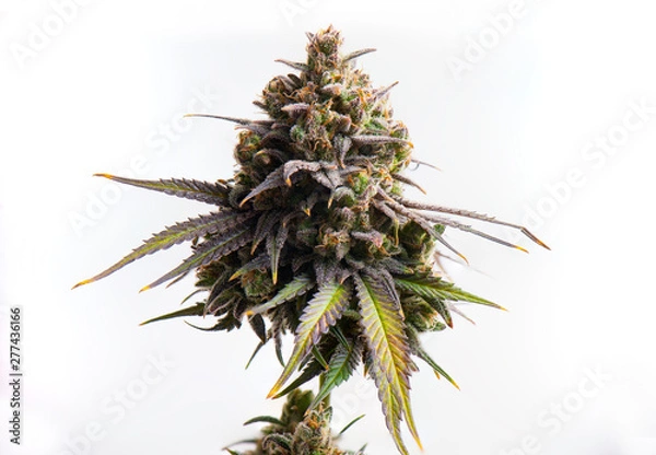 Obraz Macro detail of Cannabis flower isolated over white background