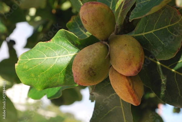 Fototapeta almendrón fruit