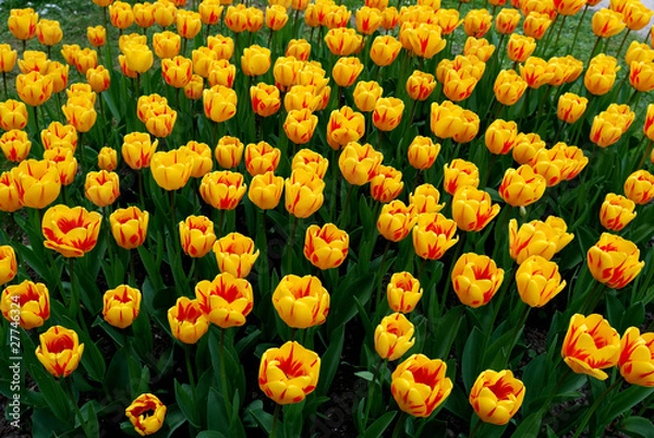 Obraz tulip