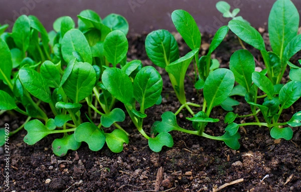 Obraz Young shoots of lettuce in garden. 