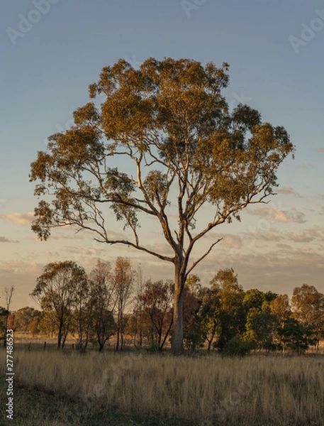 Fototapeta tree in field 