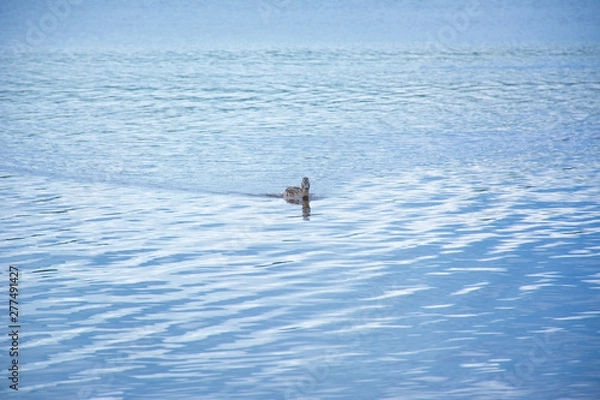 Obraz floating duck on the lake
