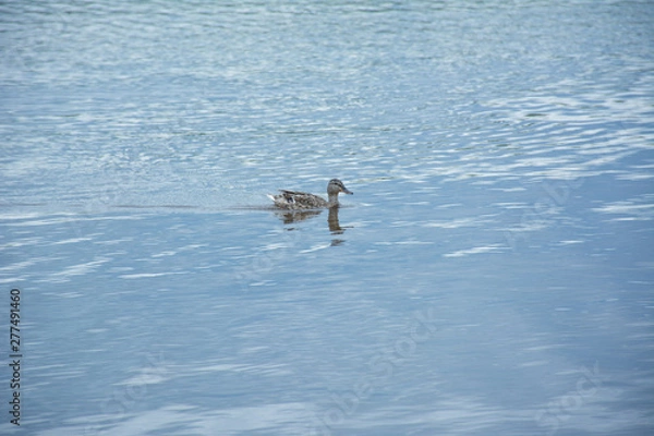 Obraz floating duck on the lake