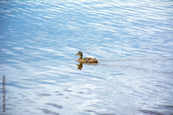 Obraz floating duck on the lake