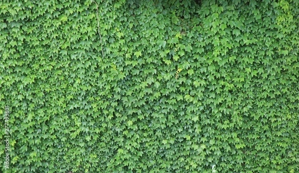 Obraz 一面のツタの葉(宮城県)