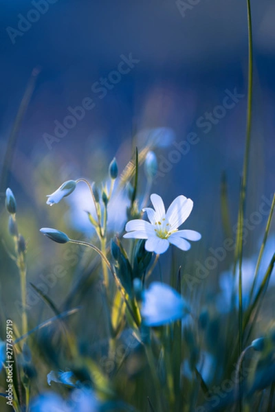 Fototapeta Sternmiere ( Stellaria ) - Makro der weißen zarten Blüte auf blauem Hintergrund