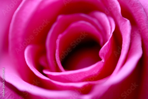 Obraz soft focus rose