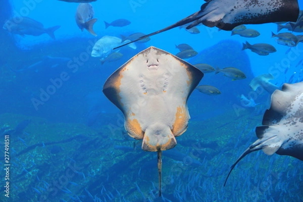 Obraz エイの腹(裏)側