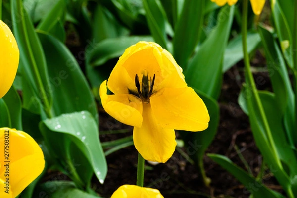 Obraz yellow tulip