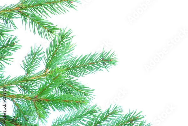 Fototapeta xmas tree branches