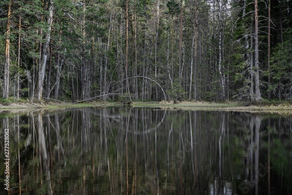 Obraz Scrubby trees at a small forest lake in Sweden