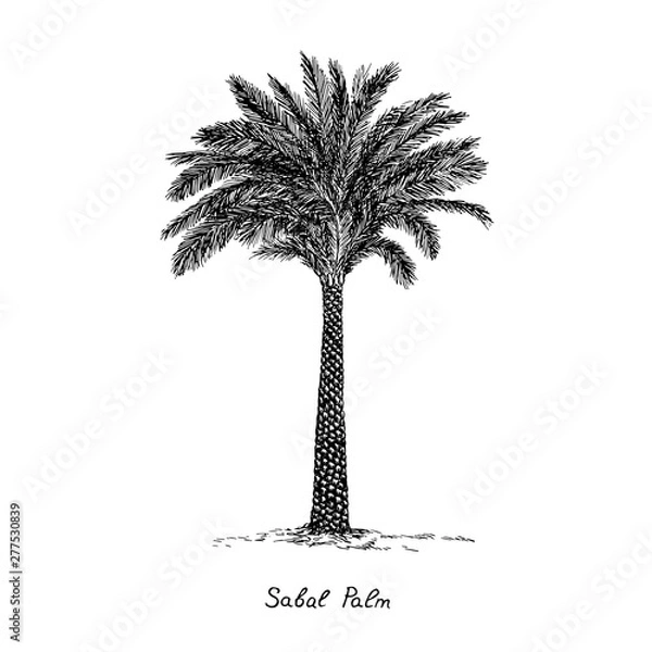 Fototapeta Sabal Palm (cabbage-palm, palmetto, cabbage, blue, Carolina or common palmetto, swamp cabbage) tree silhouette, hand drawn gravure style, vector sketch illustration with inscription