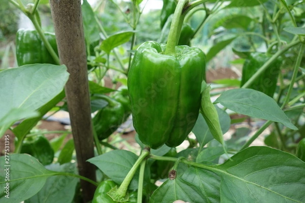 Obraz 畑のピーマン