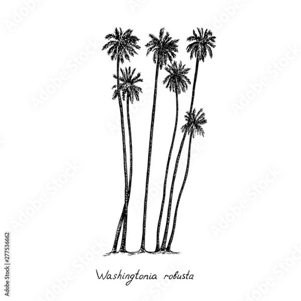 Fototapeta Washingtonia robusta, meksykańska palma wentylatora lub meksykańska sylwetka grupy drzew waszyngtonii, ręcznie rysowane styl wklęsłodruku, szkic ilustracji wektorowych z napisem