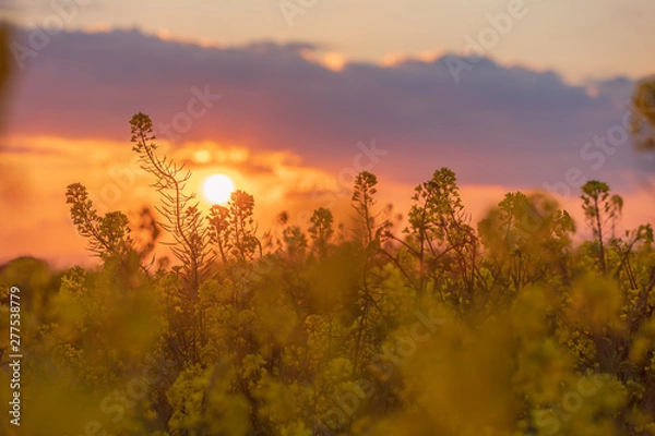 Fototapeta 菜の花と夕景