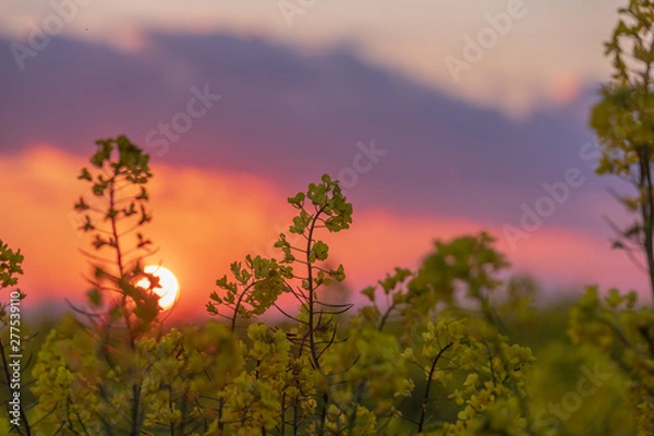 Obraz 菜の花と夕景